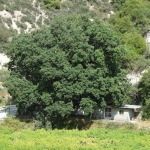 aionovia_dentra_1