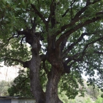 aionovia_dentra_2