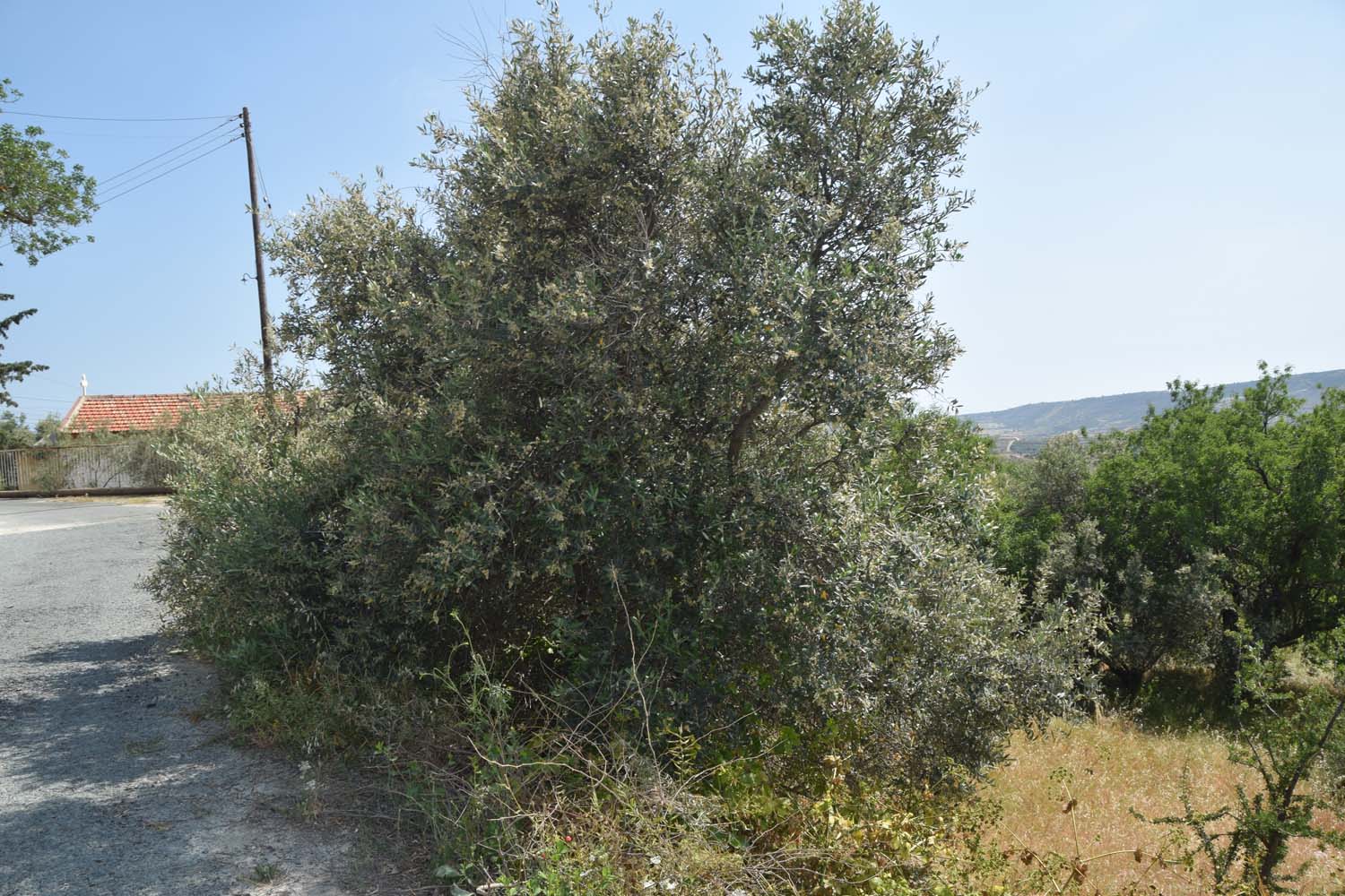 olive_cultivation_2