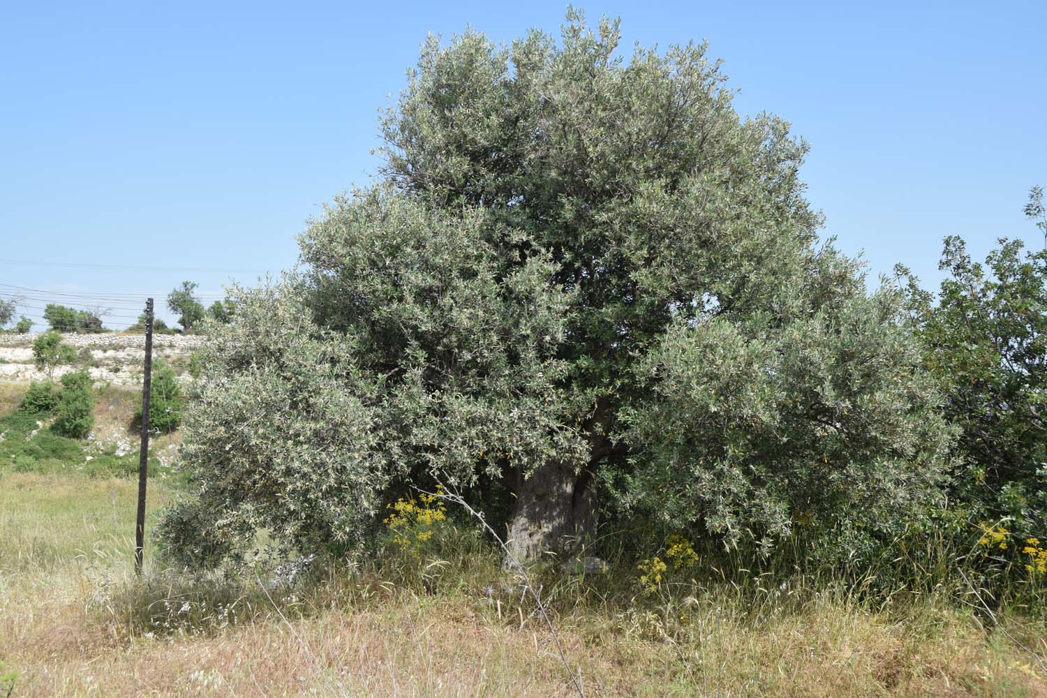 olive_cultivation_4